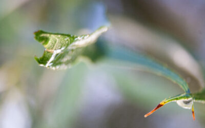 A macro shot of a leaf. 